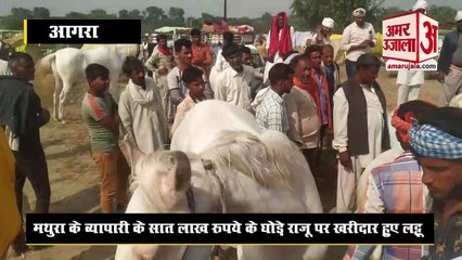 ऐतिहासिक बटेश्वर पशु मेला शुरू: सात लाख के घोड़े और जैसलमेरी ऊंट पर लोग हुए लट्टू