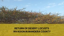 Return of desert locusts invasion in Mandera County