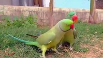 Love Birds || parrot love  || Couple Birds