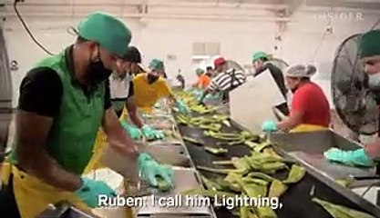 How 1.5 million aloe vera leaves are harvested a week