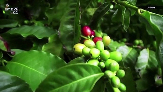 This Lab-Grown Coffee Could Someday Replace Traditional Beans