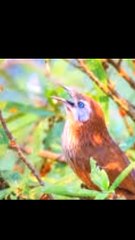 Nepali Bird / Nepali Pride / Only Found in Nepal