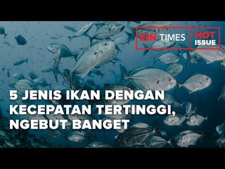5 JENIS IKAN DENGAN KECEPATAN TERTINGGI, NGEBUT BANGET