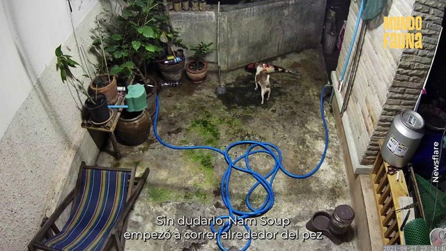 Todos unos héroes: perros salvan a un pez koi después de que se cae del estanque