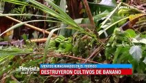 Vientos huracanados causan temor en el Trópico, plantaciones de banano se vieron afectadas