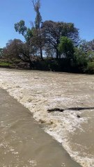 Several Saltwater Crocodiles Wait For Fish