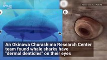 You Have to Check Out This Shark That Had Teeth on Its Eyeballs
