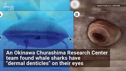 You Have to Check Out This Shark That Had Teeth on Its Eyeballs