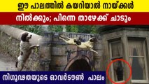 The Dog Suicide Bridge,story of over town bridge | Explainer | Oneindia Malayalam