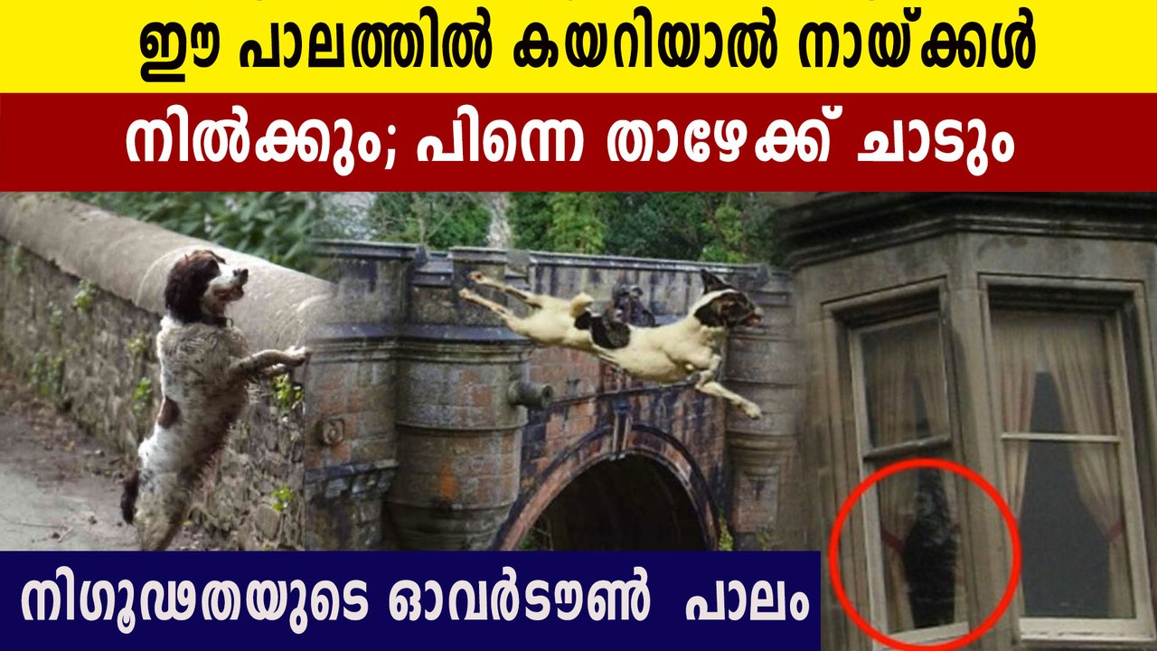 The Dog Suicide Bridge,story of over town bridge | Explainer | Oneindia Malayalam