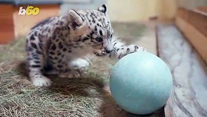 These Snow Leopard Cubs Are The Stars of the Toledo Zoo