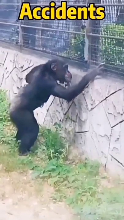 Funny chimpanzee