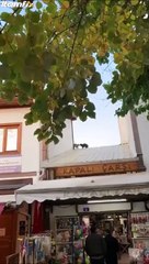 Face à face incroyable entre 2 chats sur un toit