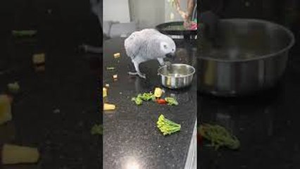 Alfred the African Grey Doesn't Like His New Diet