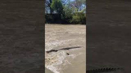 Several Saltwater Crocodiles Wait For Fish