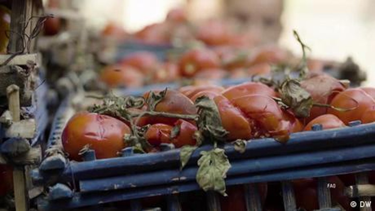 Längere Haltbarkeit für Obst und Gemüse