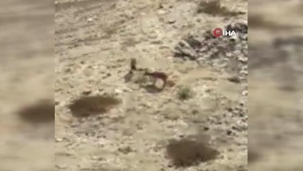 Yaban keçileri tarihi Harput Kalesi'ne indi