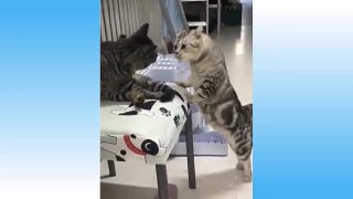 Top Funny Cat Videos Of The Week- Try Not To Laugh