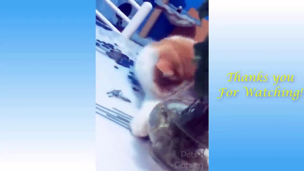 Funny And Cute Cat'S Life - Cats And Owners Are The Best Friends Videos