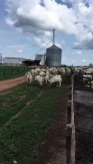 De volta ao pasto, por falta de preço
