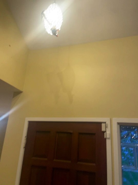 Sugar Gliders Leap From Hanging Light