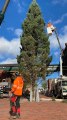 What It Takes To Install A 55-Foot Holiday Tree