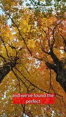 Take The Best Fall Photos This Season Using this Hack!