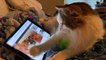 Cat Watches Videos of Other Cats on Tablet With Concentration