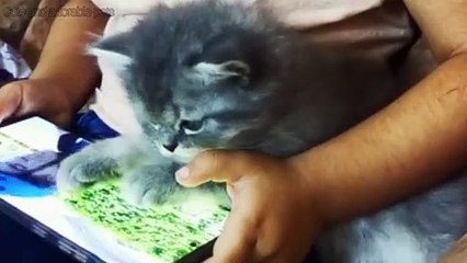 Cute  Kitten And Adorable Pets
