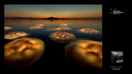 'Medusa Ballet' de Angel Fitor: European Wildlife Photographer of the Year 2021