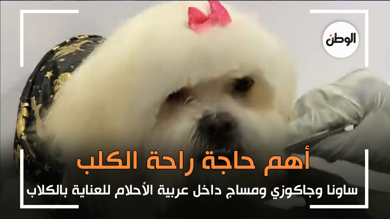 أهم حاجة راحة الكلب .. ساونا وجاكوزي ومساج داخل عربية الأحلام للعناية بالكلاب