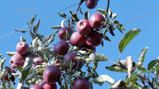 Cette semaine le magazine Voyons Voir est consacré à la production fruitière.