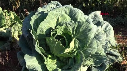 MERSİN'DE 30 KİLOLUK LAHANALAR ŞAŞIRTIYOR