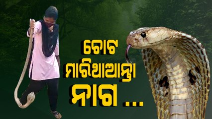 snake will bite the girl while playing with snake