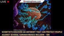 Scientists discover an antibody that can protect people against several coronaviruses includin - 1br
