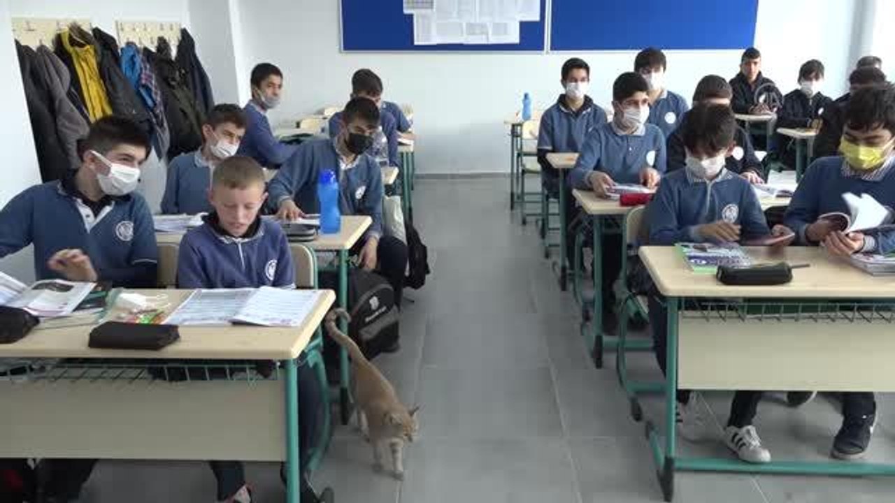 Öğretmen ve öğrencilerin sahiplendiği kedi yavrusu okulun maskotu oldu