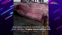 Geger! Ikan Paus Belasan Meter Terdampar di Sulawesi Tengah