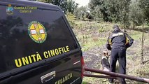 Il Soccorso Alpino della GDF di Nicolosi (CT) a Zafferana Etnea, ha rinvenuto resti umani