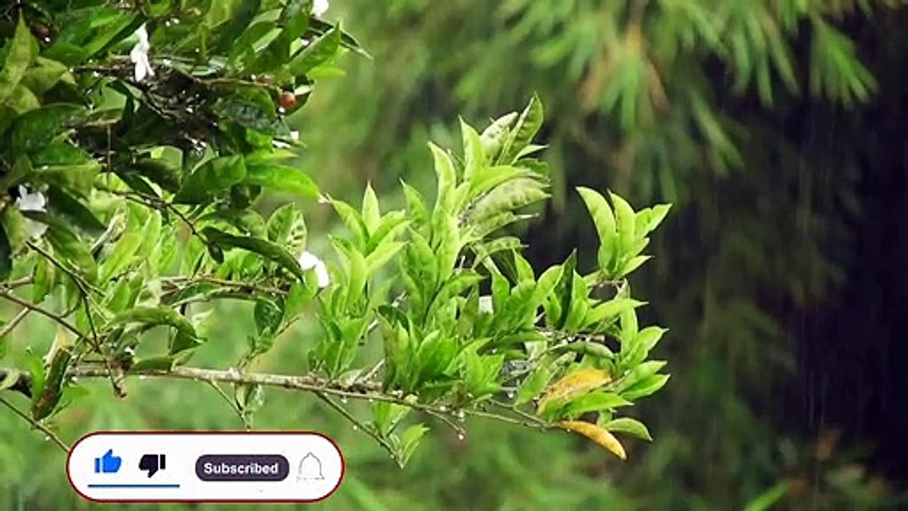 Rain cinematic video _ Rain WhatsApp status_ romantic rain video status Rainy weather whatsapp status, water drops, rain mood , Beautiful view status, fresh mood status❤️