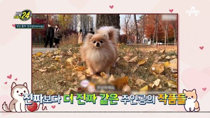 진짜보다 더 리얼하다! 진짜 반려동물같은 ★양모 인형의 세계★
