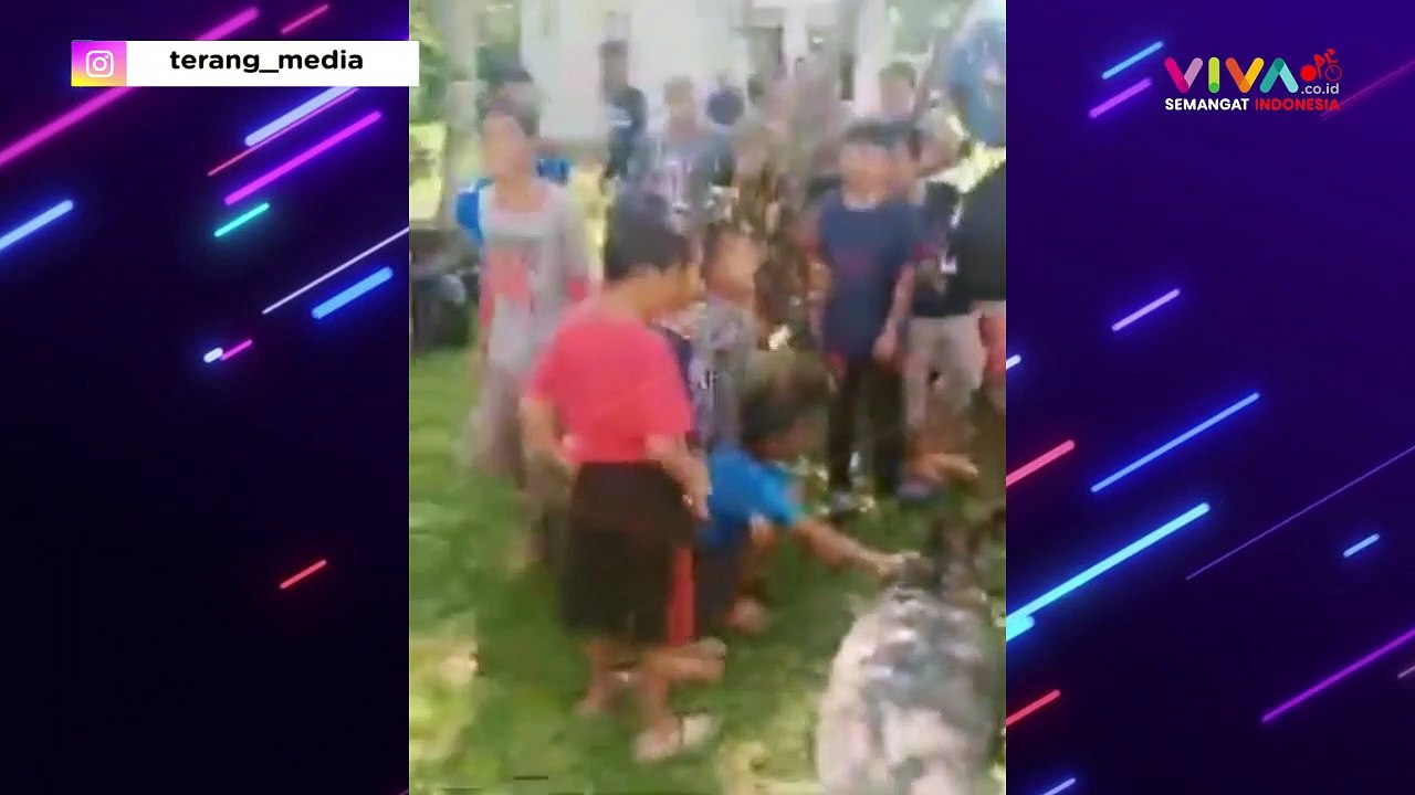 Penampakan Ular Piton Raksasa Telan Kambing Utuh Milik Warga