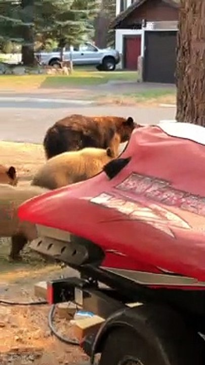 Playful Doggy Gets Excited Over Passing Bears