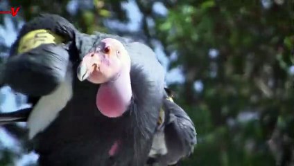 This Critically Endangered Bird Can Now Reproduce Without Mating!