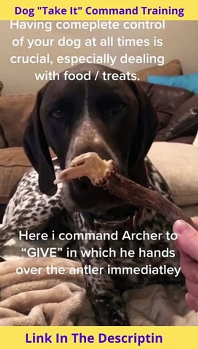 Dog Take It Command Training