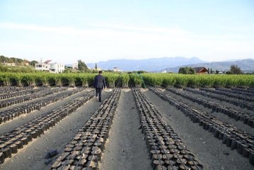 Bu mahallede herkes fidan üretimiyle geçimini sağlıyor! Günlük kazançları 300 lira