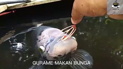 BABON GURAME MAKAN KEMBANG...