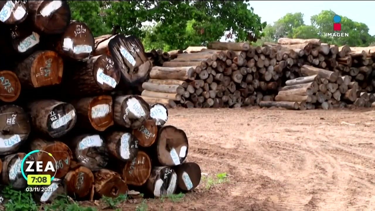 México asume compromiso ambiental contra la deforestación