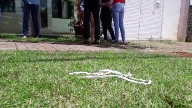 Ladrões amarram moradores e levam três veículos durante assalto no Bairro Pacaembu