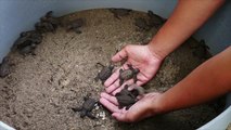 Florida County Sees Record Year for Endangered Leatherback Sea Turtle Nests