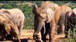 Animal Video  - Baby Elephant Screams For Help New - Need Help Baby Elephant